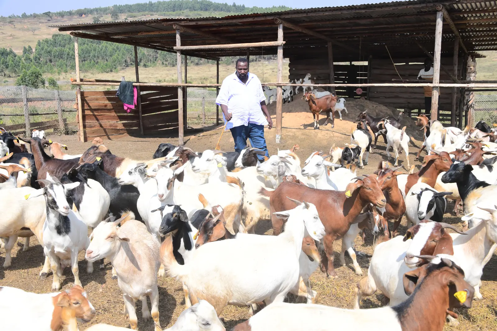 Presidential Assistant Kissakyamukama Turns President Museveni’s Wealth Creation Message Into A Thriving Commercial Agriculture Enterprise