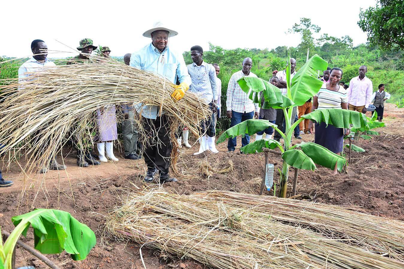 Kawumu Presidential Demostration farm - Luwero
